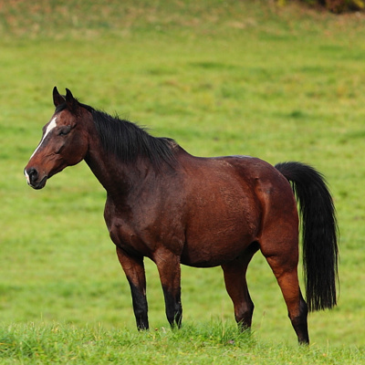 Eyecatcher Fotografie Haustier