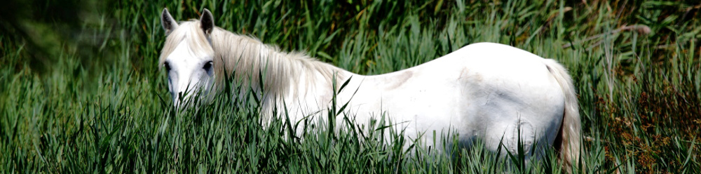 Bild Fotografie Haustiere 2